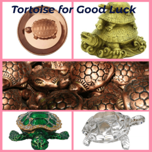 Tortoise for Good Luck
