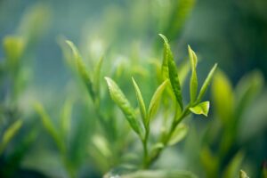 Green Tea