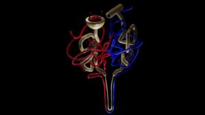 Habits Damage Kidneys